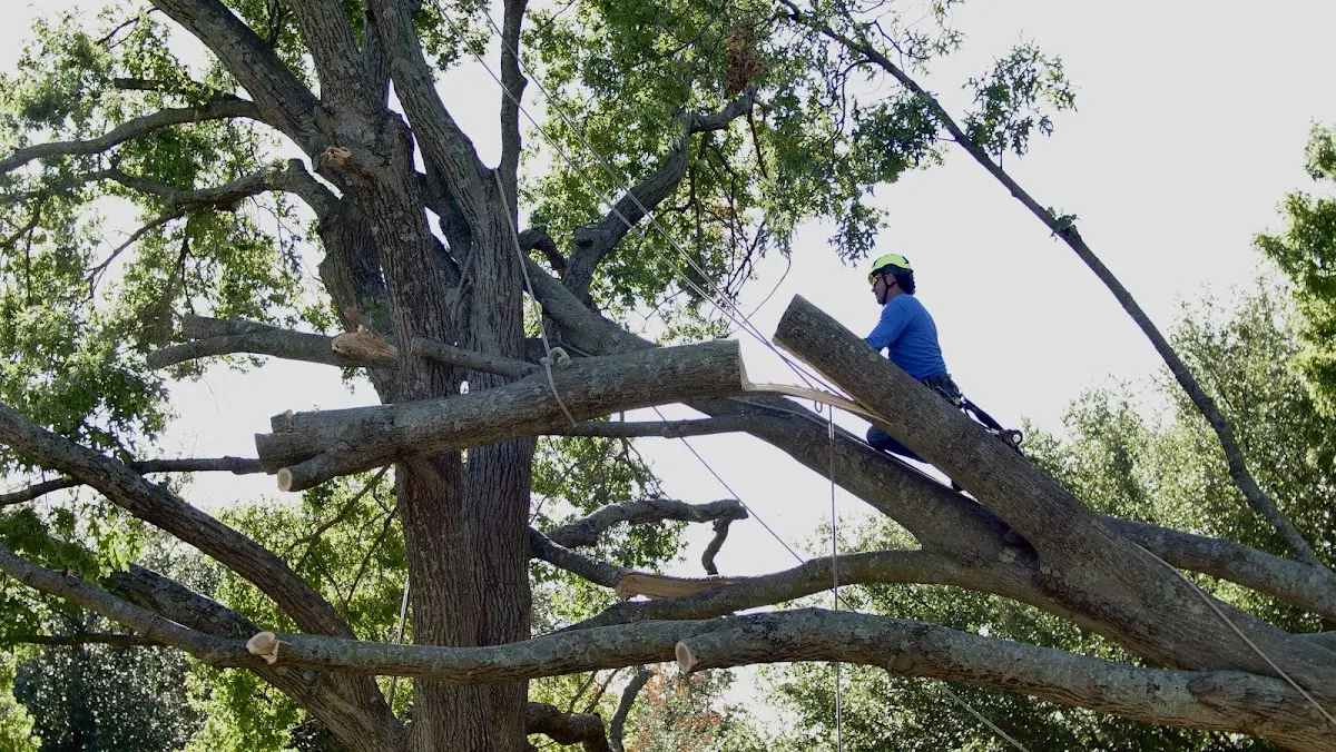 Professional Crown Thinning performed by certified arborists in Grangeville