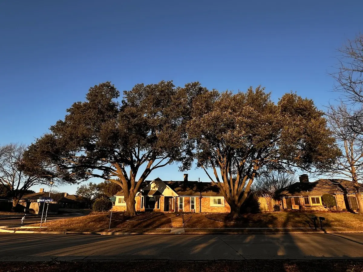Established residential canopy tree shading a home in Grangeville
